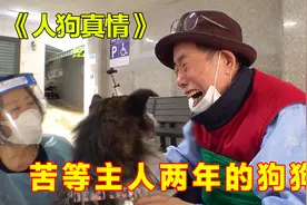 狗狗苦等了主人两年，终于有相见的一天了，让人看的不由得落泪视频封面