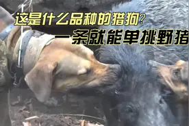 用猎狗捕捉野猪，这猎狗也多太猛了，一条就能单挑100斤的野猪