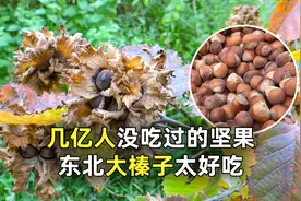东北大榛子种植很简单，只需等待2年，就能吃上榛子果！