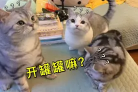 养了5只小猫咪的家庭到底是什么样呢？会不会又脏又乱不好打理？视频封面