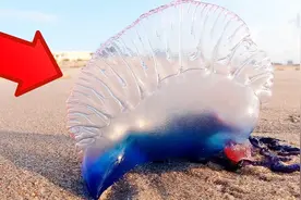 海边发现这种“塑料袋”，请远离，其实它们是一种剧毒生物