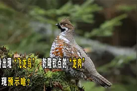 大兴安岭出现“飞龙鸟”，乾隆钦点的“龙肉”，它的出现预示啥？视频封面