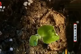 四季海棠苗期如何管理？浇水量不可过大，移盆定植具体要这样操作视频封面
