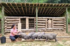 年轻小妹开启隐居模式，开荒扩土建造猪栏，过上世外桃源般的生活视频封面