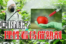 催熟剂必不可少了吗？经过催熟的番茄，对人身体有多大影响？视频封面