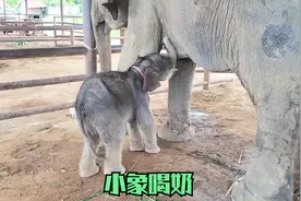 小象喝奶，大象母子的日常视频封面