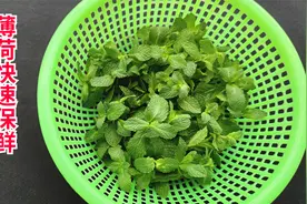 薄荷保鲜，方法简单，叶子碧绿，随要随取！