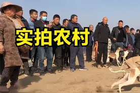 实拍农村“狗撵兔”，现场生死极速，镜头记录精彩过程！视频封面