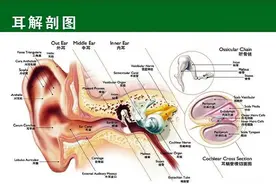 人耳是怎样听到声音的？视频封面