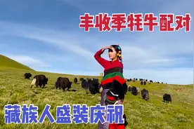 公牦牛在牛群有多少配偶？一头公牛配几个牛圈，母牛太多也是烦恼视频封面