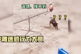 西班牙斗牛整出新玩法，跷跷板斗牛还是头一次见 花里胡哨 #沙雕视频封面