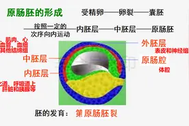 高中生物选修三精讲课堂——胚胎发育之原肠胚视频封面