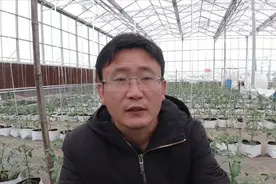 现在不适合种豆角，辣椒，今年气候特殊，农户要注意视频封面