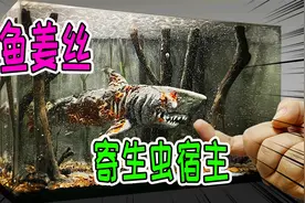 模型：鲨鱼被寄生虫附身，海里的鲨鱼全都遭殃了视频封面