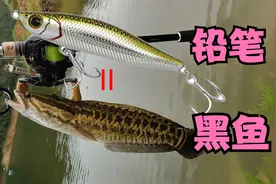沉水铅笔水库路亚黑鱼，假饵选择技巧