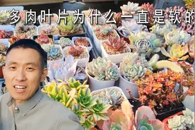 多肉植物叶子软是什么原因？浇水也没用怎么办？根系决定一切！视频封面