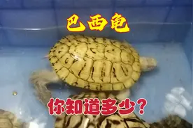 巴西龟要养多少年才会产蛋，最多可以长到多少斤，你知道吗？视频封面