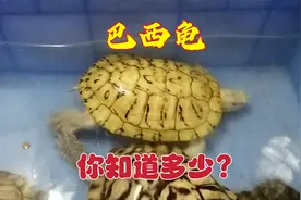 巴西龟要养多少年才会产蛋，最多可以长到多少斤，你知道吗？视频封面