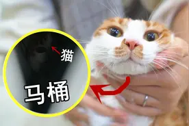 猫咪掉马桶洞里，救出后一股臭味，只能洗猫了！视频封面