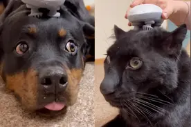 真舒服！俄罗斯女主人给小黑豹尝试头部按摩仪，豹豹越按越上头视频封面