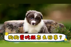 狗狗爱吃纸怎么回事