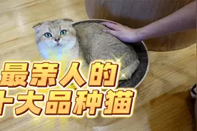 最亲人的十大品种猫，第一名居然是它？视频封面