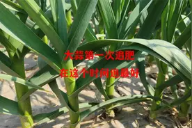 大蒜第一遍肥，在这个时间追施，效果好增产显著视频封面