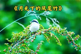 中国葫芦丝十大名曲《月光下的凤尾竹》幽攸抑扬，轻清淡雅视频封面