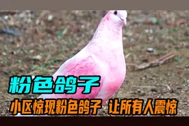 小区里惊现粉色的鸽子，专家都震惊了。视频封面