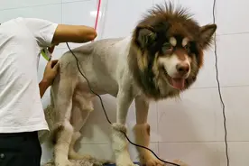 弟媳亲自给爱犬阿拉斯加剪毛造型，几小时后爸爸说像头狮子