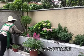 十几平米的小院种花又种菜，邻居看了也想改院子了视频封面