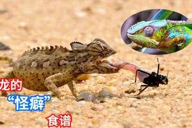 沙漠地区变色龙的“怪癖”食谱，颠覆了我对“虎毒不食子”的认知视频封面