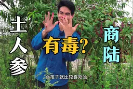 这种有毒的植物长得像人参，经常有人误食用中毒，你知道了吗视频封面