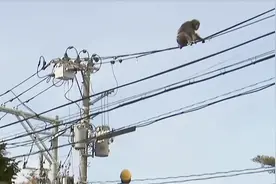 猴子爬到高压电线杆玩耍，结果被电成“火猴”，镜头拍下惊险一幕视频封面