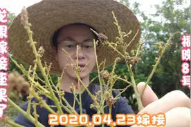 龙眼大枝嫁接12个月后，座果成功了，品种为福晚8号视频封面
