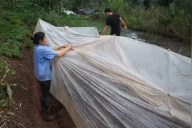 妈妈一年四季种菜卖，想着能卖个好价钱不容易，这个新方法太辛苦视频封面
