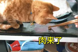 家中的猫咪只吃肉不吃青菜和米饭，快把主人吃穷了，应该怎么办视频封面