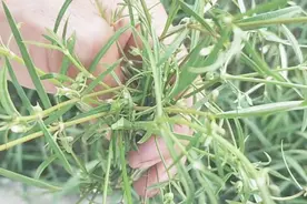 白花蛇舌草是一种很好的中草药它具有防癌抗肿瘤的功效，你认识吗