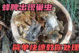 蜂脾出现巢虫，不用拍！简单快速教你处理！视频封面