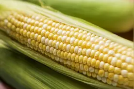 玉米收获用这个小技巧？产量可以提高许多，只要晚收几天