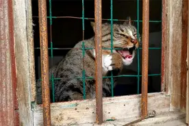 狸花猫野性大，经常夜不归宿不着家，关起来太可怜，放出去太危险视频封面