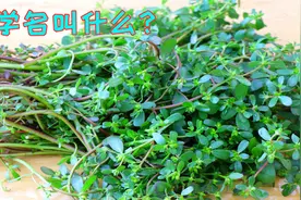 农村这种野菜特好吃，遇到就不要手软，很多人想吃都吃不到的美味视频封面