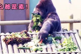 动物园的大猩猩每天吃什么？居然全是素，幸亏不挑食！视频封面