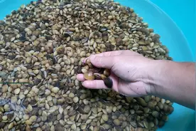 稀有的小贝壳，煮上一锅汤，味道无比鲜美！