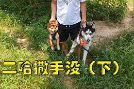 二哈一出门就带徒弟玩撒手没，眨眼就没影了，这样的傻狗你敢养吗视频封面