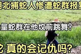 湖北捕蛇人遭蛇群咬死，坟头竟成为蛇群聚集地！蛇真的记仇吗？视频封面