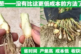 最省钱的种葱方法，不仅速度快、产量高，还能收获葱头，太实用了视频封面