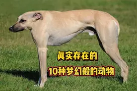 吸血蝙蝠真的存在？盘点真实存在的10种梦幻般的动物视频封面