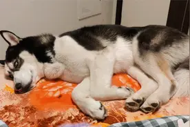 二哈偷偷上床陪主人睡觉，撵都撵不走，真是个黏人精