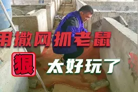 硫磺烟熏老鼠洞，窝里的老鼠都跑出来了，活抓大老鼠，真解压视频封面